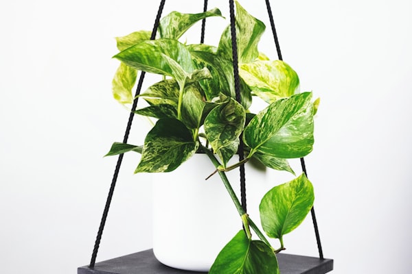 世界杯比赛现场数万观众挥舞旗帜的壮观场面